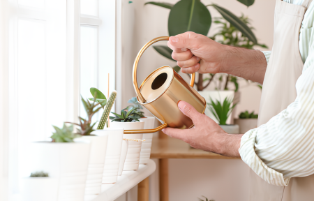 Water for Indoor Plants